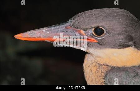 cicogna subadulta fatturato kingfisher (pelargopsis capensis) nella foresta di sundarbans, bengala occidentale, india Foto Stock