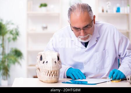 Vecchio paleontologo maschile che lavora in laboratorio Foto Stock