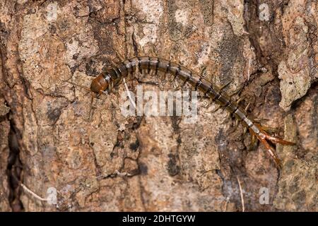 Grande centiped (circa 7 cm di lunghezza), probabilmente Scolopendra subspinipes, dal Parco Nazionale di Komodo, Indonesia Foto Stock