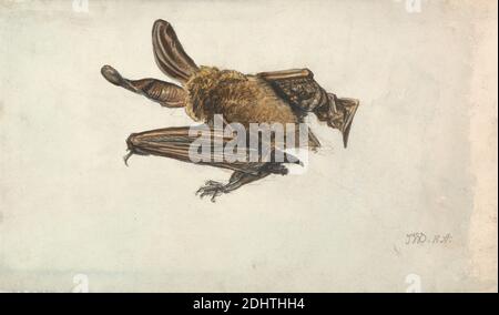 Un pipistrello bruno dall'orecchio lungo (Plecotus auritus), James Ward, 1769–1859, inglese, non satinato, acquerello su grafite media, leggermente testurizzata, carta di wove crema, foglio: 7 5/8 x 13 1/8 pollici (19.4 x 33.3 cm), arte animale, pipistrelli (animale), studio (lavoro visivo Foto Stock