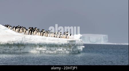 I pinguini di Adelie (Pigoschelis antartica) si gettano nell'oceano per andare a caccia di pesci. Kinnes Cove, Paulet Island, Antartide. Foto Stock