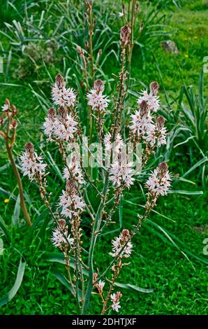 Asphodelus aestivus alto asfodel crescente selvaggio nella campagna cipriota Foto Stock