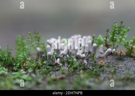 Arciria cinerea, muffa di lime della famiglia Arcyriaceae dalla Finlandia senza nome inglese comune Foto Stock