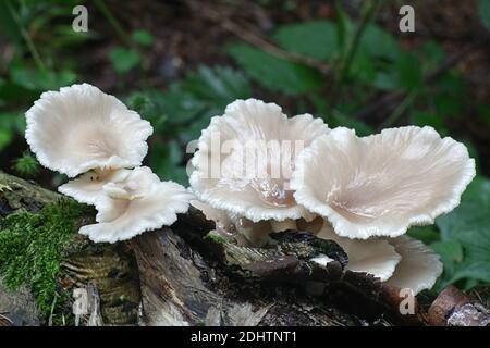 Pleurotus pulmonarius, comunemente conosciuto come l'ostrica indiana, l'ostrica italiana, il fungo Phoenix, o il gallo, fungo commestibile selvatico dalla Finlandia Foto Stock