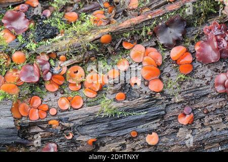 Scutellata Scutellata, conosciuta come la coppa di ciglia, il Molly eye-winker, il cappuccio scarlatto elfo, il fungo di ciglia o la coppa di pixie di ciglia, fungo selvatico Foto Stock