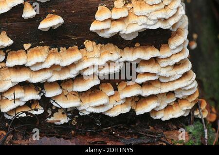 Antrodia serialis, conosciuta come crosta a zimba, poro selvatico dalla Finlandia Foto Stock