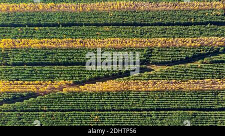 paesaggio della foresta autunnale, foresta autunnale a strisce, quadricoptro che scatta la vista aerea Foto Stock