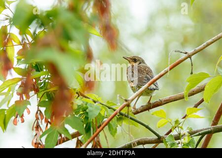 Fieldfare giovani seduti sul ramo di Bush. Carino comune bambino tordo. Uccello nella fauna selvatica. Foto Stock