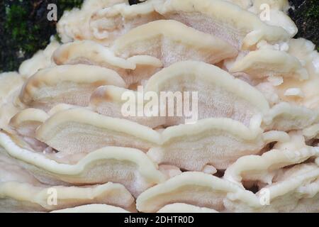 Fungo del dente del Nord, Climacodon septentrionalis, un fungo massiccio che cresce su un tiglio in Finlandia Foto Stock