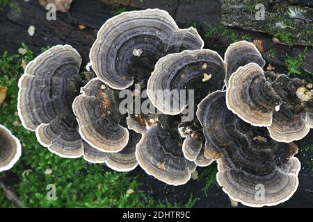 Trametes versicolor, comunemente chiamato la coda di tacchino o tacchetto, un fungo di staffa dalla Finlandia Foto Stock