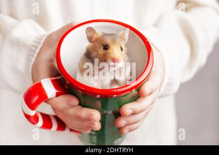 Il bambino tiene nelle sue mani una tazza di Natale, in cui un criceto dorato carino con gli occhi neri si siede e guarda la macchina fotografica. Foto Stock