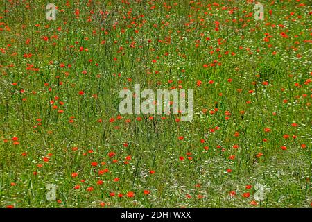 Una grande esposizione di rhoeas di Papaver, papaveri di campo che crescono selvaggi nella campagna di Cipro Foto Stock