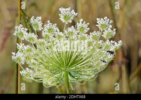 Primo piano della testa dei fiori del Majus di Ammi, fiore del vescovo Foto Stock