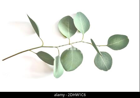 Eucaliptys ramata con foglie verdi d'argento su sfondo bianco da vicino. Disposizione piatta, vista dall'alto. Piante medicinali, aromatiche e verdi delicati da decorare Foto Stock