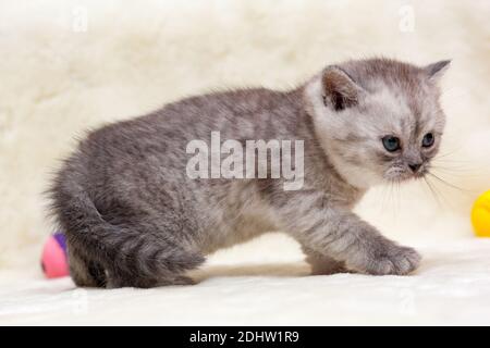 Gattino arrabbiato, grigio fumoso britannico giovane gatto si alza lateralmente davanti alla macchina fotografica Foto Stock