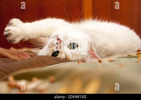 Cute mustachioed gatto argentato britannico che giace sul divano capovolto giù Foto Stock