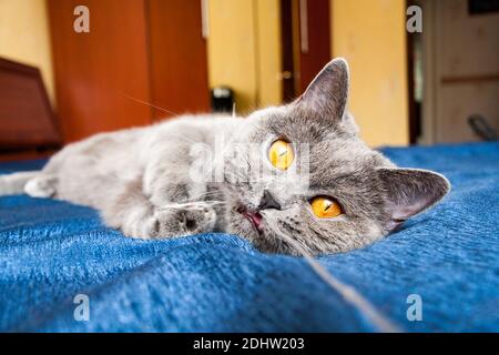 Il gatto giace sul divano e mastica la corda, un gatto blu britannico con gli occhi arancioni Foto Stock