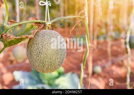 Melone Cantaloup che cresce in giardino, verde melone fattoria biologica in serra Foto Stock