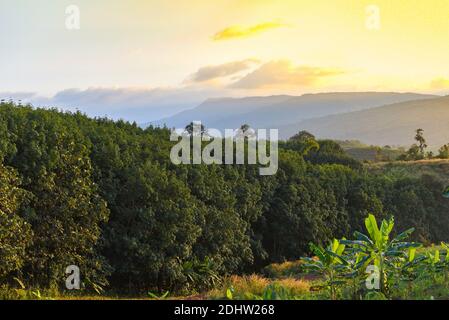 piantagioni di gomma con l'agricoltura di albero di gomma asia per lattice naturale albero sul tramonto di montagna in thailandia Foto Stock