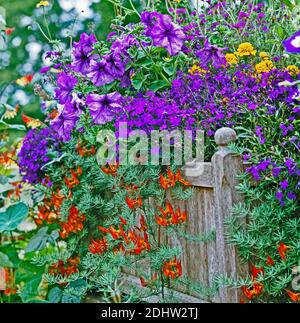 Piantato contenitore di legno con esposizione colorata di fiori Foto Stock