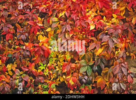 Foglie di colore autunnale del Parthenocissus quinquefolia che copre ac gardenc parete Foto Stock