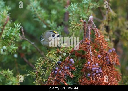 Goldcrest (Regulus regulus) su albero di ginepro, Europa Foto Stock