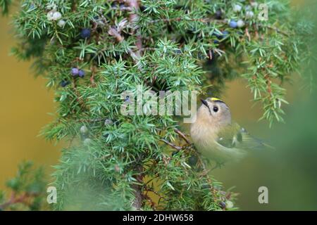 Goldcrest (Regulus regulus) su albero di ginepro, Europa Foto Stock