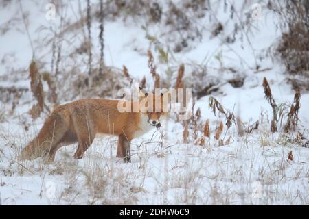 Volpe rossa (Vulpes vulpes) con preda (vole) in inverno, Europa, Estonia. Foto Stock