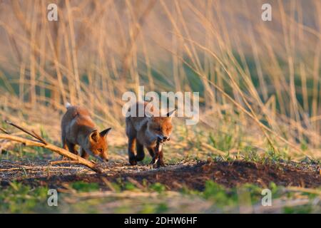 Volpe rossa (Vulpes vulpes) giovanile con almeno una donnola nel prato all'alba, Estonia, Nord Europa. Foto Stock