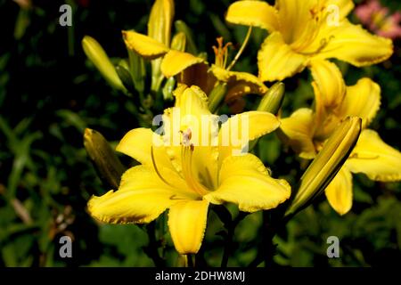 Giallo Finch Daylilies ragni. Giallo daylilies fiorire all'aperto. Foto Stock