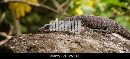 Goanna, Lizard monitor Lace, Tree monitor, Varanus varius. Un grande e pesante rettile in riposo sulla roccia nella foresta pluviale, in estate, Queensland, Australia. Foto Stock