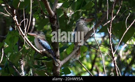 Kookaburra uccello che perching sul ramo di un albero. Foto Stock