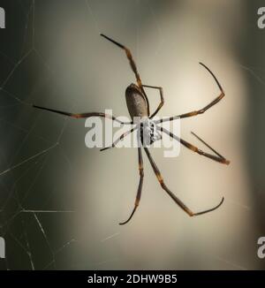 Ragno orb-tessitore d'oro, nephila plumipes. Primo piano di donna nel suo web in giardino a Queensland, Australia. Foto Stock