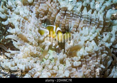 Anemonefish di Klark [Amphiprion clarki] con anemone di mare in perline [Heteractis aurora]. Lembeh Strait, Sulawesi del Nord, Indonesia. Foto Stock