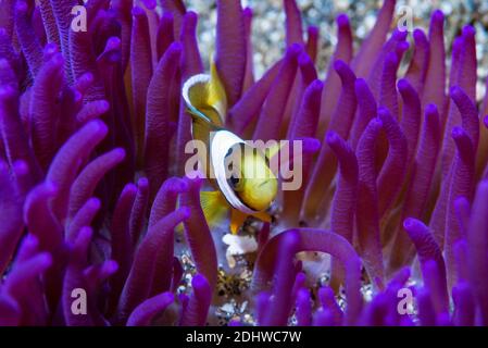 Anemonefish di Klark [Amphiprion clarki]. Lembeh Strait, Sulawesi del Nord, Indonesia. Foto Stock