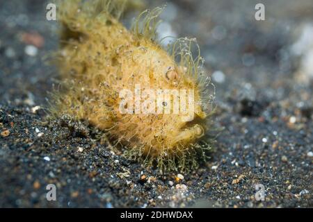 Frana pelosa o pelosa [Antennarius striatus]. Lembeh Strait, Sulawesi del Nord, Indonesia. Foto Stock