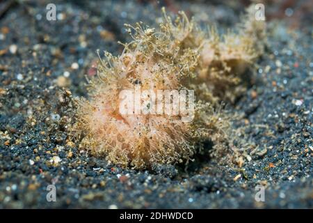 Frana pelosa o pelosa [Antennarius striatus]. Lembeh Strait, Sulawesi del Nord, Indonesia. Foto Stock