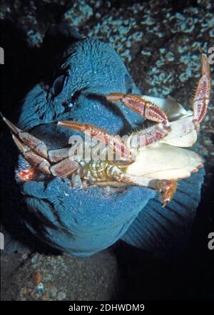 Wolfish (Anarhichas lupus) mangiare un granchio (cancro pagurus), Regno Unito. Foto Stock