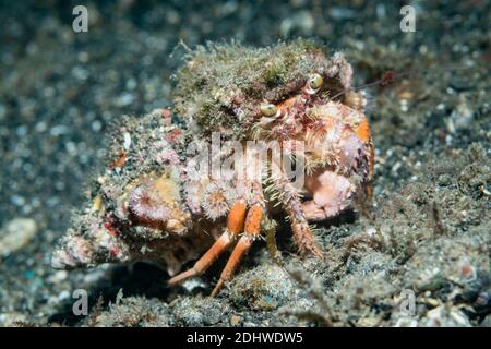 Anemone Hermit Crab [Dardanus guttatus]. Lembeh Strait, Sulawesi del Nord, Indonesia. Foto Stock