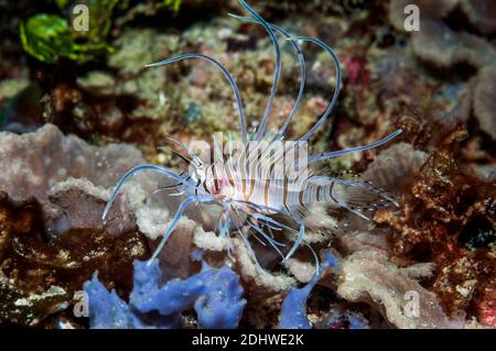 Leone rosso giovanile [Pterois volitans]. Papua Occidentale, Indonesia. Foto Stock