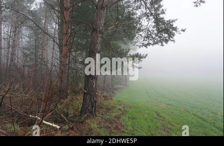 A mixed forest on a foggy day in December. At the left side tree trunks. A fir. Fallen leaves on the ground. At the right a moist meadow. Misty Foto Stock