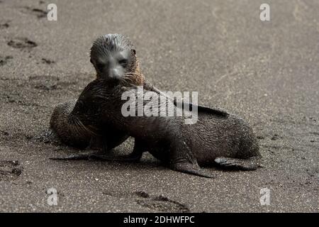 Galápagos fur foche che giocano sulla spiaggia delle grotte dell'Isola di Santiago nell'Arcipelago delle Galapagos. Foto Stock