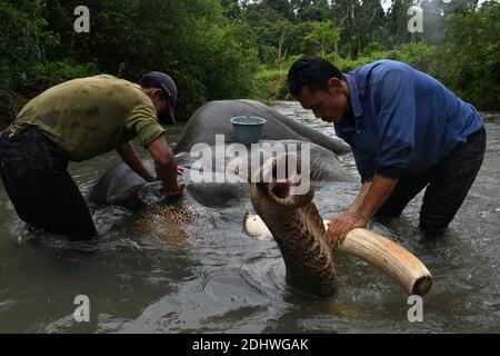 Lampung, Indonesia. 11 Dicembre 2020. Un elefante di Sumatran è dato un bagno dagli addestratori al parco nazionale di Selatan del Barisan di Bukit in Lampung, Indonesia, 11 dicembre 2020. Credit: Dasril Roszandi/Xinhua/Alamy Live News Foto Stock