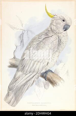 Plycitolophus galeritus. Greater Sulphur-crested Cockatoo., Stampa fatta da Edward Lear, 1812–1888, British, 1832, litografia su carta di wove beige di spessore moderato, leggermente testurizzata, foglio: 22 x 15 1/8 pollici (55.9 x 38.4 cm), arte animale, uccello, ramo, cockatoo, foglie Foto Stock