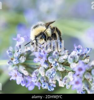 Primo piano di Bumble Bee raccolta di polline su fiori di lavanda Foto Stock