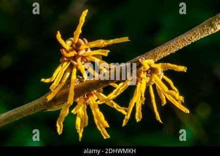 Hamamelis x Intermedia 'Brevipetala' (Hazel strega) una pianta di arbusto fiorente di primavera invernale che ha un altamente fragrante primavera giallo arancio fiore a Foto Stock