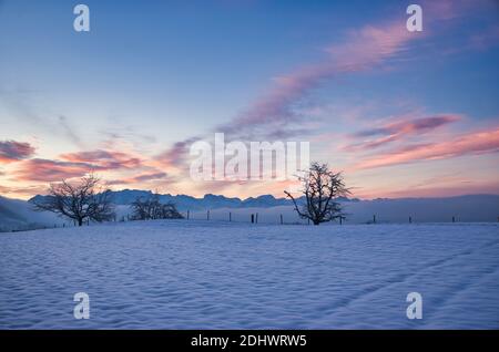 Mattina invernale con vista su un albero innevato e sulle montagne sopra la nebbia, nebbia, foto Foto a Zurigo Oberland Hinwil Svizzera Foto Stock