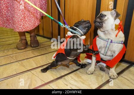 Denpasar, Bali, Indonesia. 12 dicembre 2020. Due cani che indossano costumi a tema natalizio che giocano intorno prima della parata. Una sfilata di costumi natalizi per animali domestici tenuta nel Centro commerciale Level 21 per celebrare il '12.12'' National Online-Shopping Day e il Natale. Credit: Dicky Bisinglasi/ZUMA Wire/Alamy Live News Foto Stock