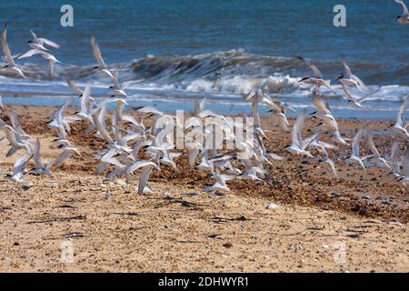 Poco Sterne (Sternula albifrons) volare lungo la spiaggia di Winterton-on-Sea Foto Stock