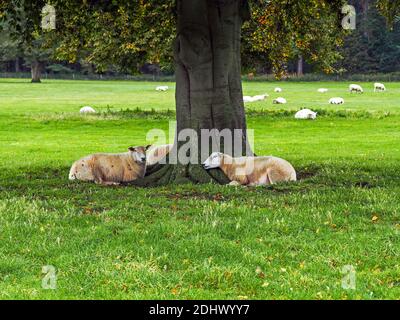 Pecora che riposa sotto un albero ombreggiato in un campo in sole d'autunno Foto Stock